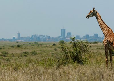Giraffe near a city